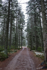 Fototapeta na wymiar Snowy path in the forest. Deer park near Kvilda, Sumava/Czech Republic. 