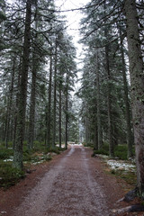 Snowy path in the forest. Deer park near Kvilda, Sumava/Czech Republic. 