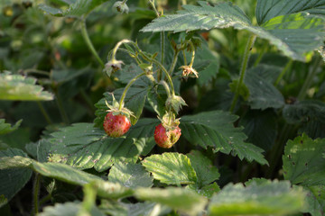 Two strawberry berries ripen in summer garden. Fragaria viridis.