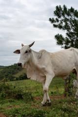 A big cow roaming in a green grass field in Brazil