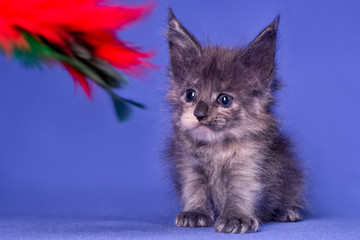Adorable cute maine coon kitten on blue background in studio, isolated.