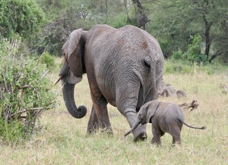 Elephant mother with baby, in Serengeti, Tanzania, Africa