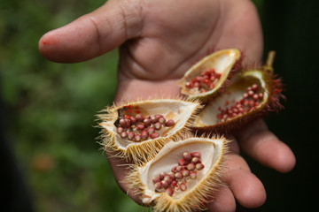 Achiote tree with Annatto fruits and pink flower, Amazon region, Brazil, South America