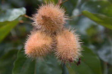 Achiote tree with Annatto fruits and pink flower, Amazon region, Brazil, South America