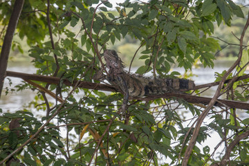 Iguana in the shrub, Parana do mamori, Amazon region, Brazil, South America