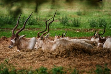 Antelopes in the wild
