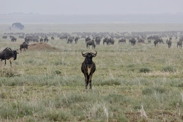 Neugieriges Gnu sticht aus Herde hervor, Serengeti, Tansania, Afrika
