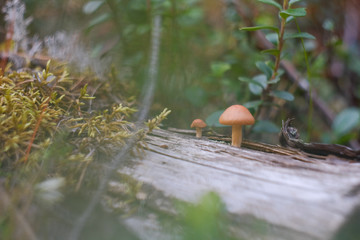 Small mushrooms growing on a rotting mossy log in the forest
