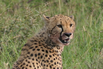 Cheetah close up in Serengeti, Tanzania, Africa