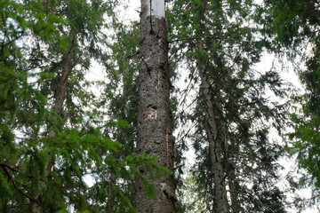 Fototapeta premium Fir tree trunk in the dark spruce forest