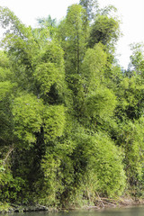 Fototapeta premium Kuba, Guantanamo, Baracoa, Naturpark Yunque