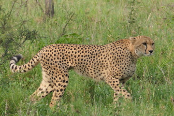 Fototapeta na wymiar Cheetah walking in Serengeti, Tanzania, Africa