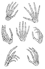 Hand drawn vector collection. Set of human bone hands in different gestures. Black contour anatomical sketches isolated on white. Engraving style. Elements for design print, halloween card, typography