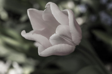 Fototapeta premium Tulip