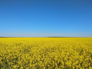 Obraz premium yellow field of rape
