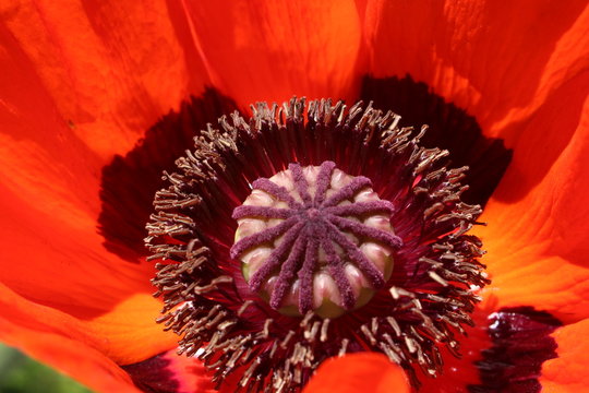 Closeup red and black "Oriental Poppy" flower (Orientalischer Mohn) in St. Gallen, Switzerland. Its Latin name is Papaver Orientale, native to Anatolia and Caucasus.