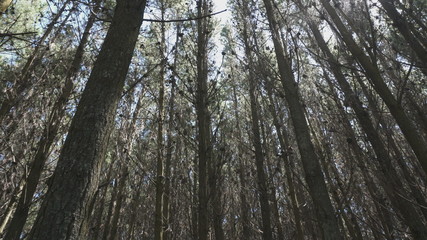 Fototapeta premium pradera