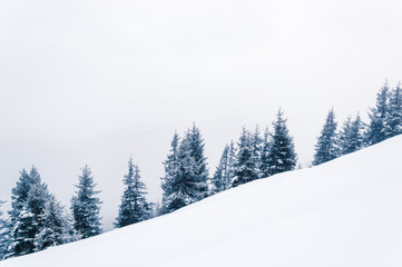 Obraz premium Winter background with snowy fir trees