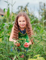 Cute little girl in a garden with ripe red tomatoes. A girl collects a crop of ripe tomatoes in the garden.