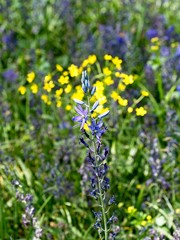Field of lupines
