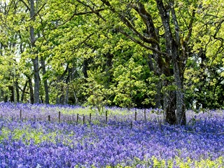 Field of lupines