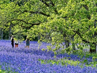 Field of lupines