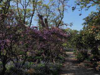 Field of lupines