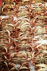Dungeness crab 