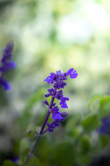 The background image of the colorful flowers