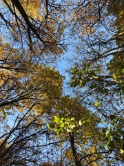 yellow tree in autumn