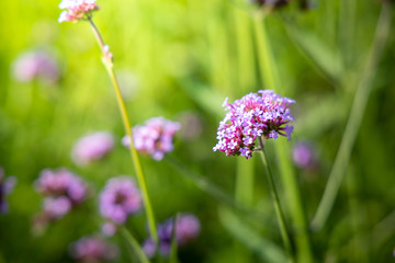 The background image of the colorful flowers