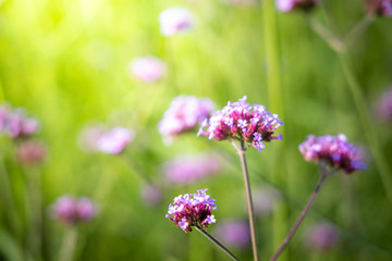Fototapeta premium The background image of the colorful flowers
