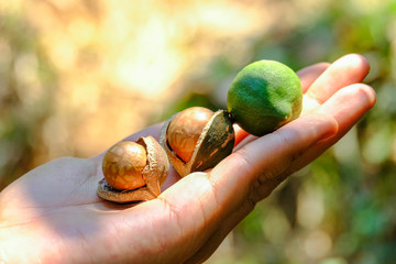Shelled and unshelled macadamia nuts on hand harvested from macadamia trees /