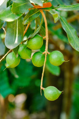 Macadamia nut tree - Fresh green raw macadamia hang on the tree branch and green leaf in the garden fruit