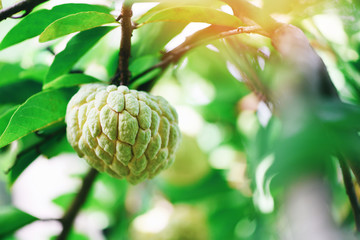 Fresh sugar apple on tree in the garden tropical fruit custard apple on nature green background - Annona sweetsop