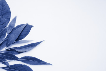 Frame for text made of fresh green leaves and white sheet of paper. Composition on white background. Top view, flat lay. creative minimalism. Toned trendy classic blue color year 2020
