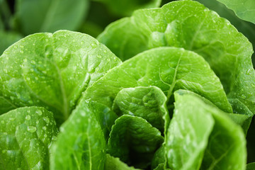 fresh vegetables lettuce with water drop on leaf in the garden food organic vegetable gardening wait harvested for green salad health food