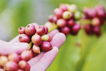 Fresh coffee bean on the Coffee tree - arabica coffee berries agriculture on branch