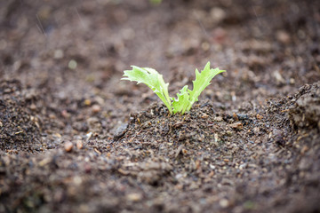 planting vegetables lettuce leaf on soil in the garden / green young plant growing gardening plantation agriculture