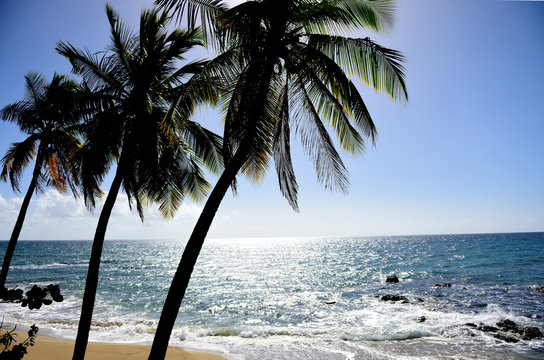 Coconut trees, sandy beach, waves and rocks, Puerto Rico