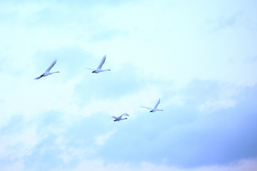 北海道の白鳥	