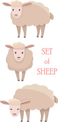 Vector illustrations of sheep in different positions isolated on a white background in cartoon style.