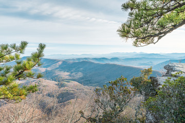Trees on a cliff on the background of Appalachian mountains