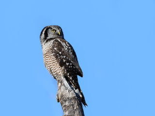 Northern Hawk Owl Closeup Portrait against Blue Sky in Winter