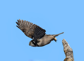 Northern Hawk Owl Takes Off from the Top of the Tree on Blue Sky