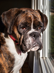 Head shot of Boxer. Cute dog is looking out of the window, waiting for the owner. Brindle colored female Boxer. 