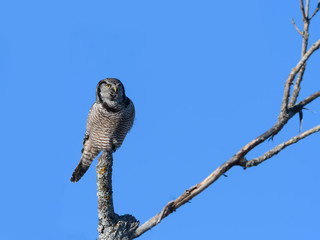 Northern Hawk Owl Perched in the Tree against Blue Sky in Winter