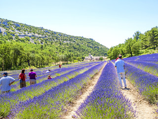 Lavendel, Kloster Senanque, Provence, Frankreich, Senanque