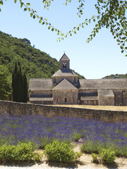 Lavendel, Kloster Senanque, Provence, Frankreich, Senanque