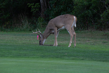 Deer